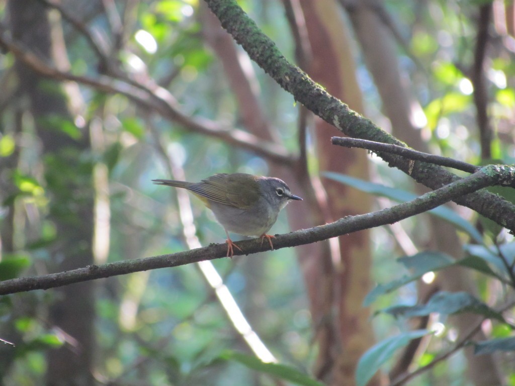White-browed Warbler - ML644057096