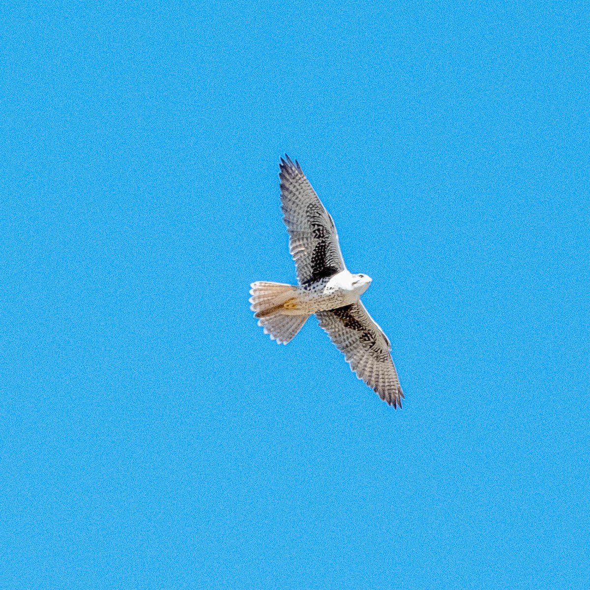 Prairie Falcon - ML644057105
