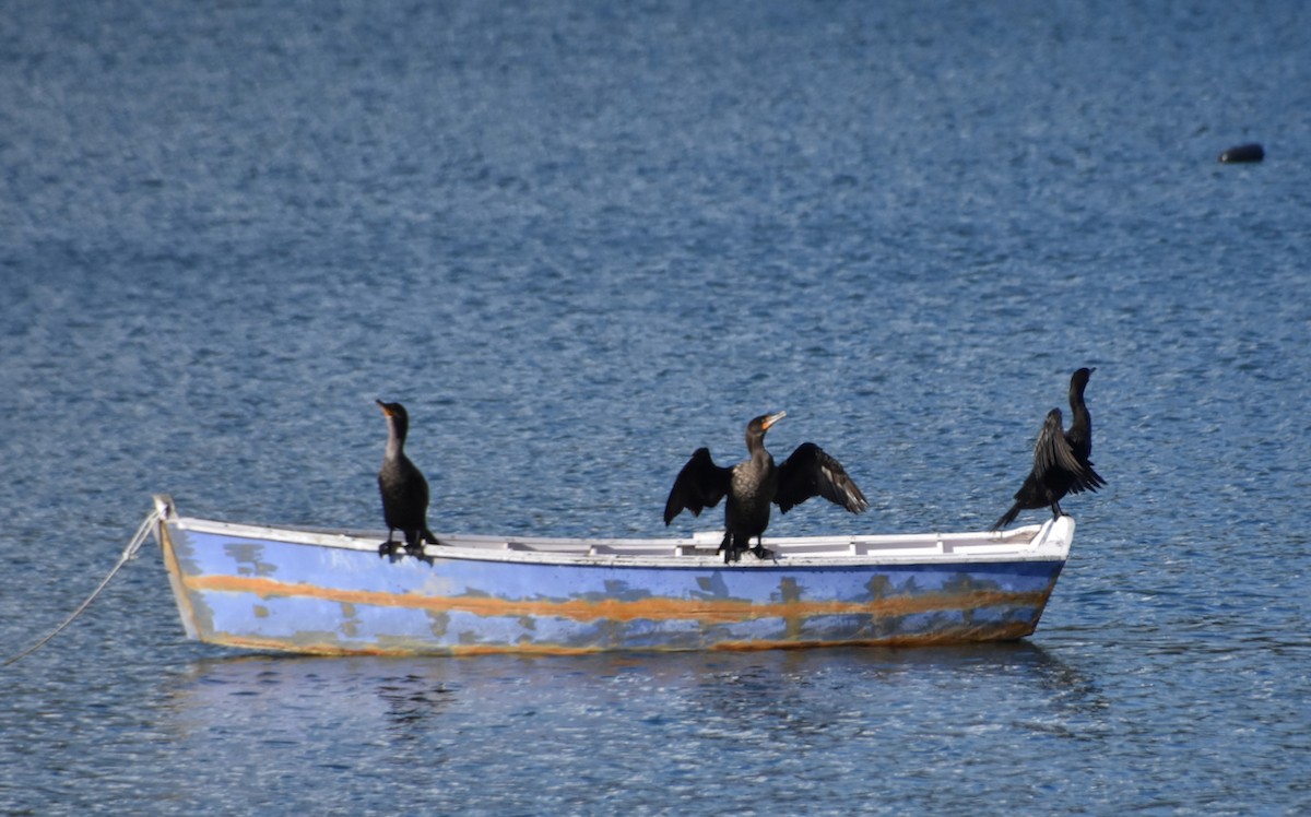 Cormoran à aigrettes - ML644057111