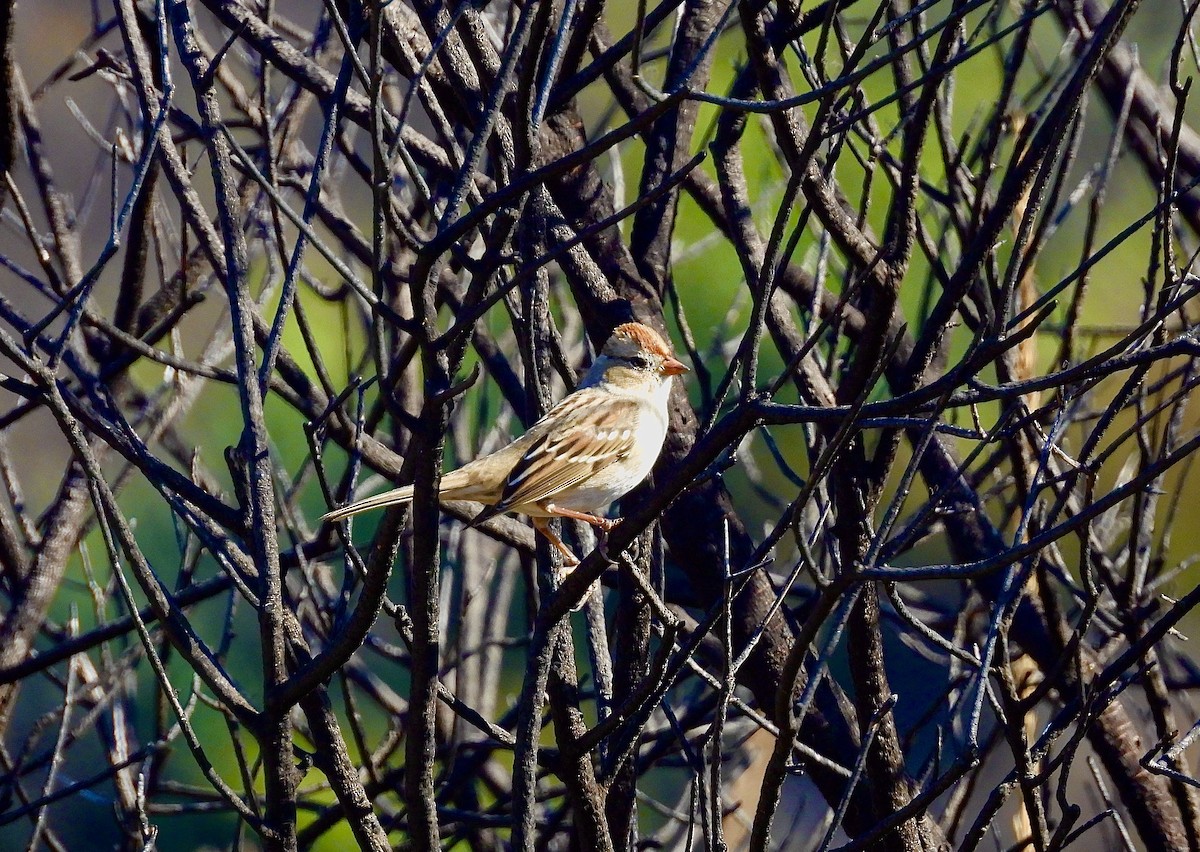 Rufous-crowned Sparrow - ML644057118