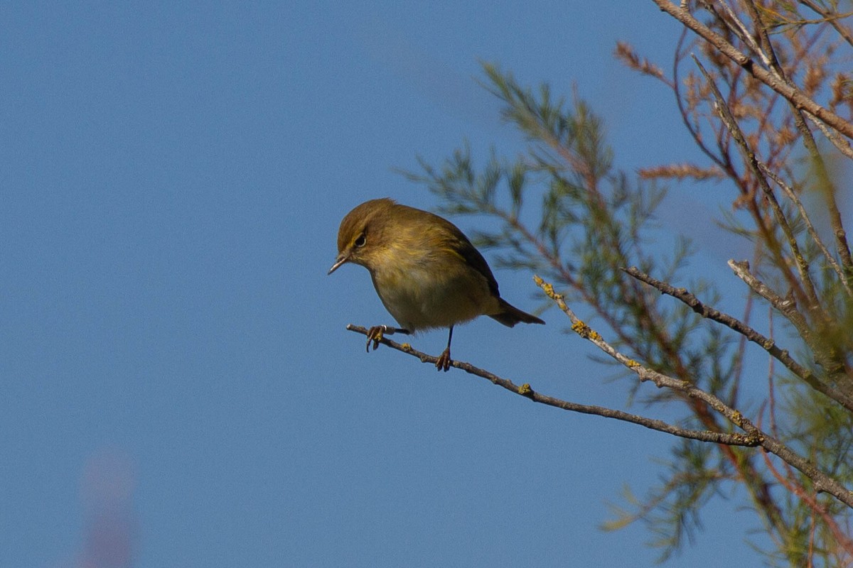 Çıvgın - ML644057119