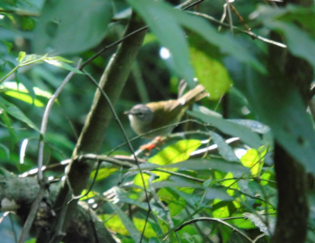 White-browed Warbler - ML644057126