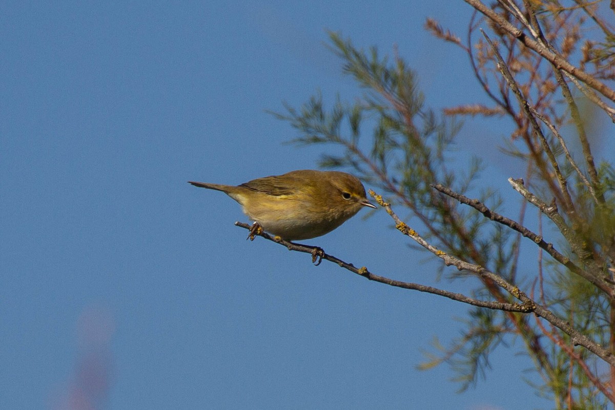 Çıvgın - ML644057127