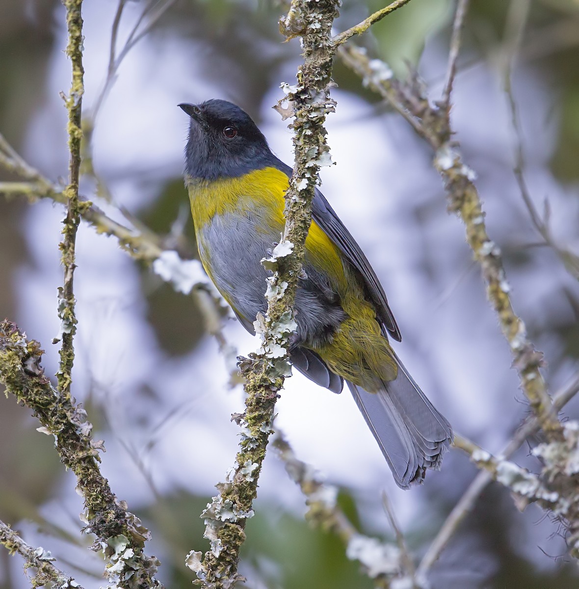 Black-and-yellow Silky-flycatcher - ML644057129