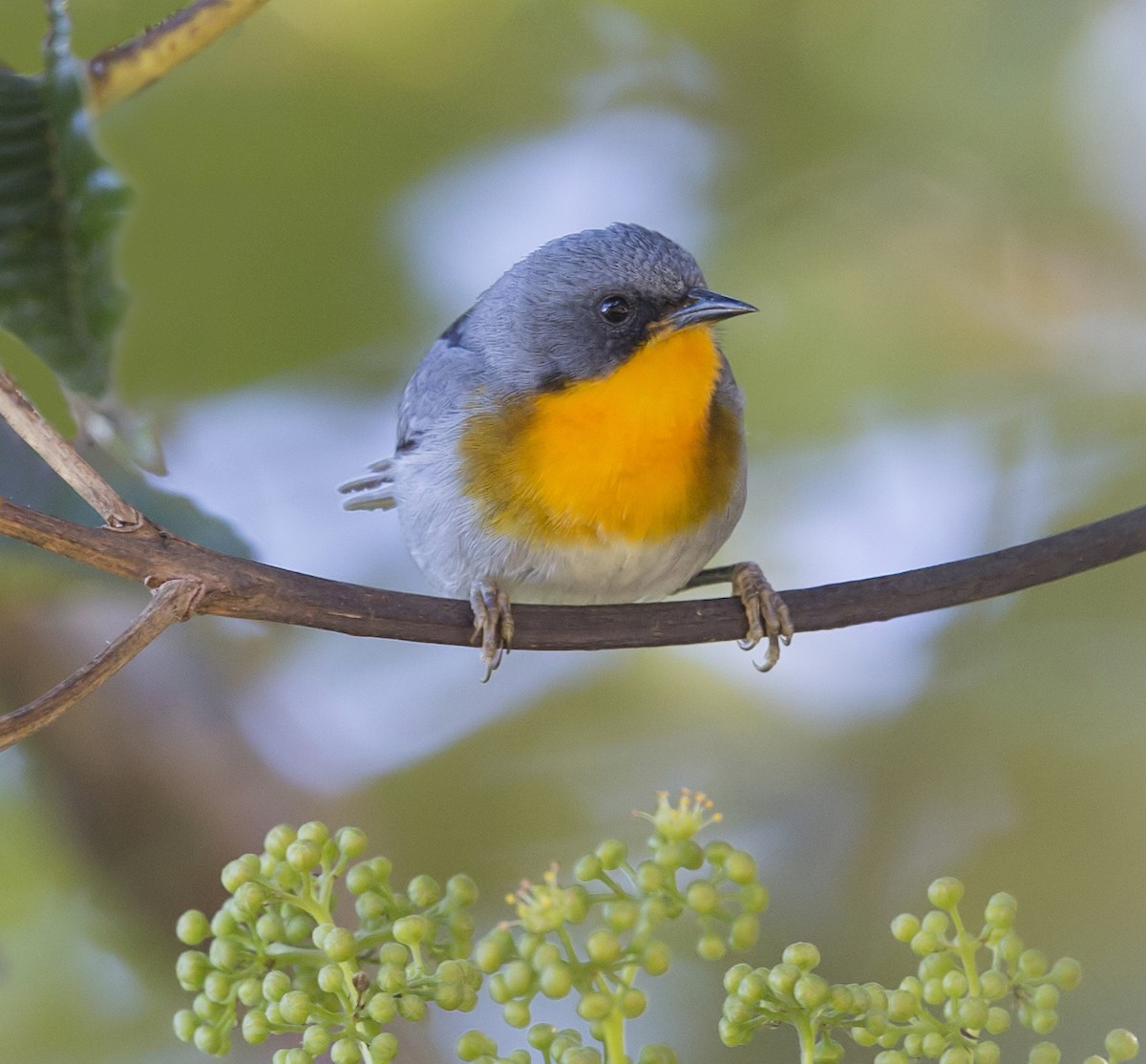 Flame-throated Warbler - ML644057164