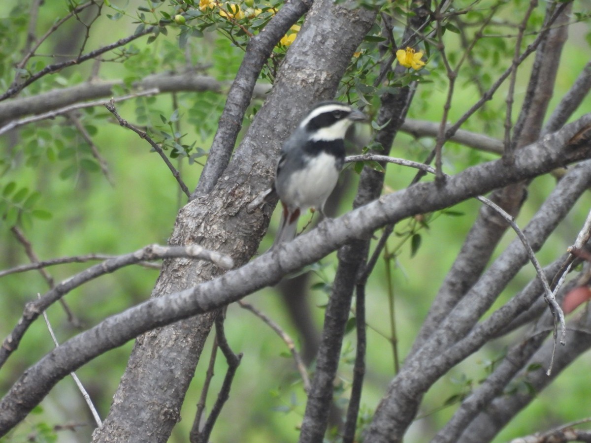 Ringed Warbling Finch - ML644057168