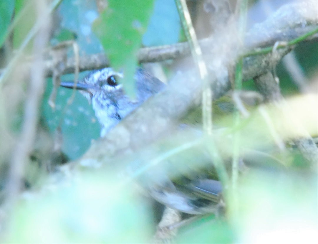 White-browed Warbler - ML644057174