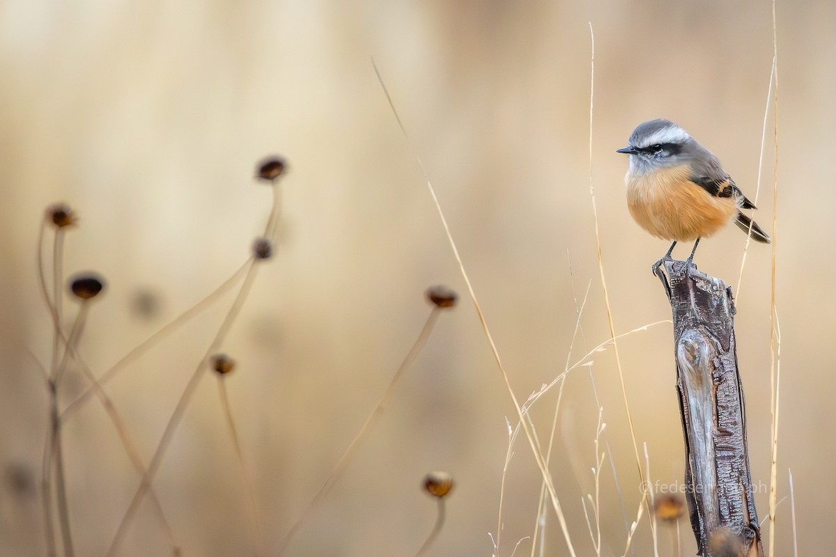 d'Orbigny's Chat-Tyrant - ML644057183