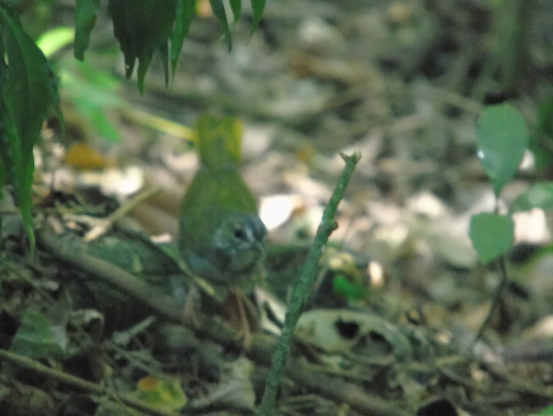 White-browed Warbler - ML644057197