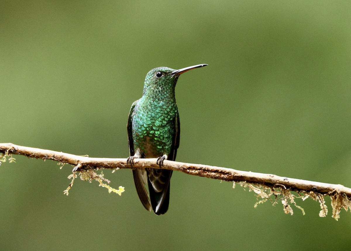 Western Emerald - ML644057201