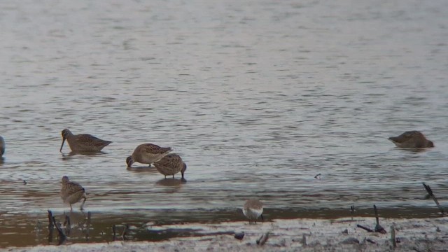 Хараалжин цууцил - ML644057205