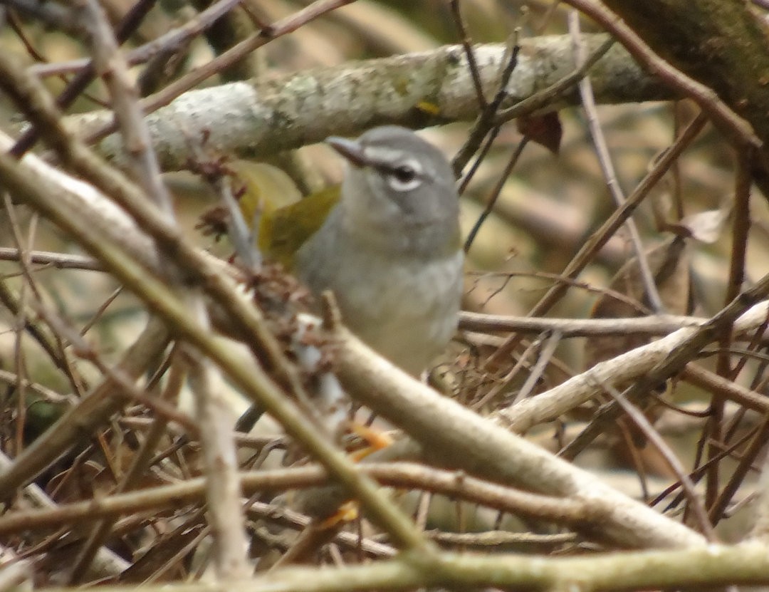 White-browed Warbler - ML644057246