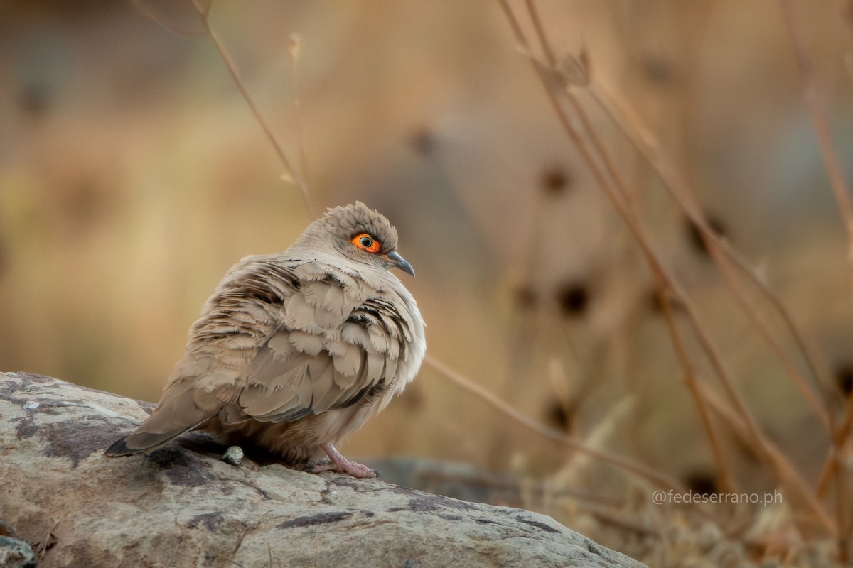 Bare-eyed Ground Dove - ML644057285