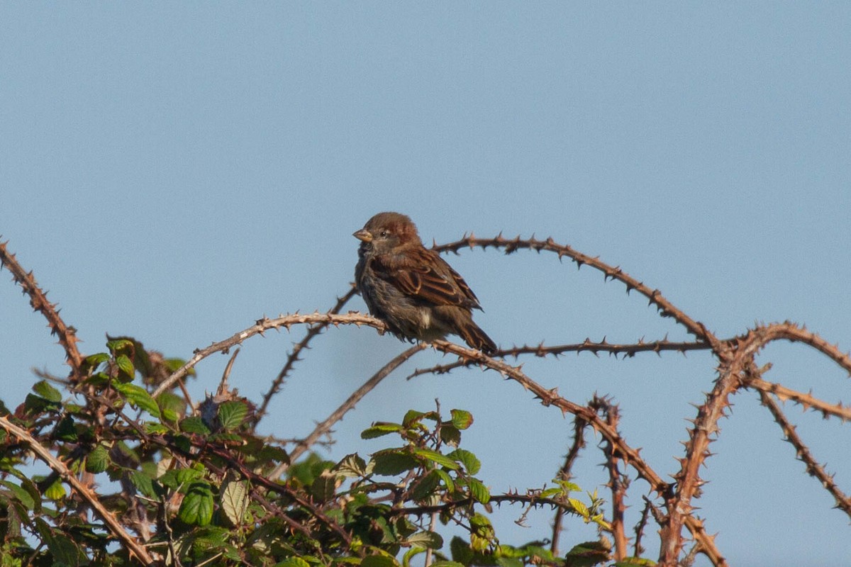 House Sparrow - ML644057299