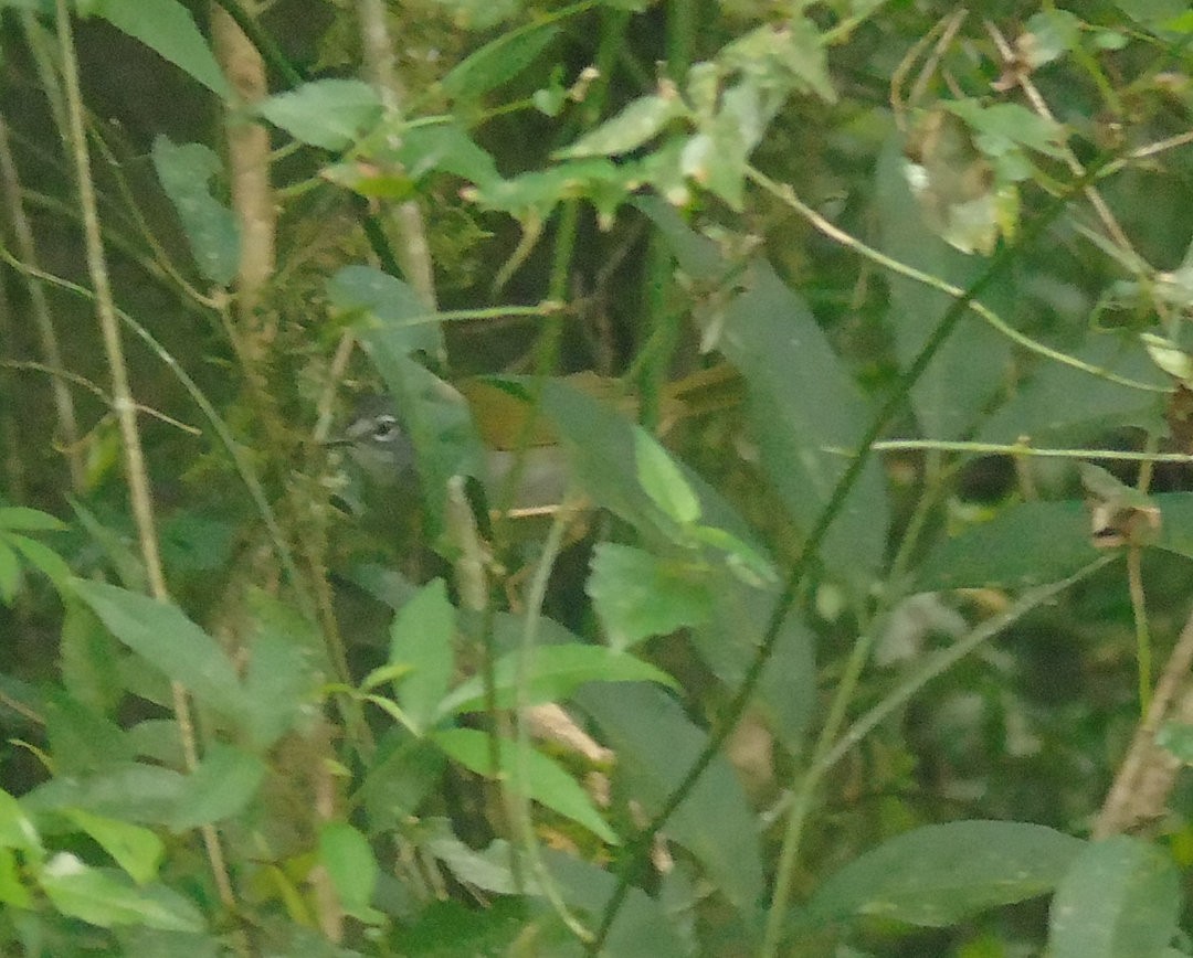 White-browed Warbler - ML644057312