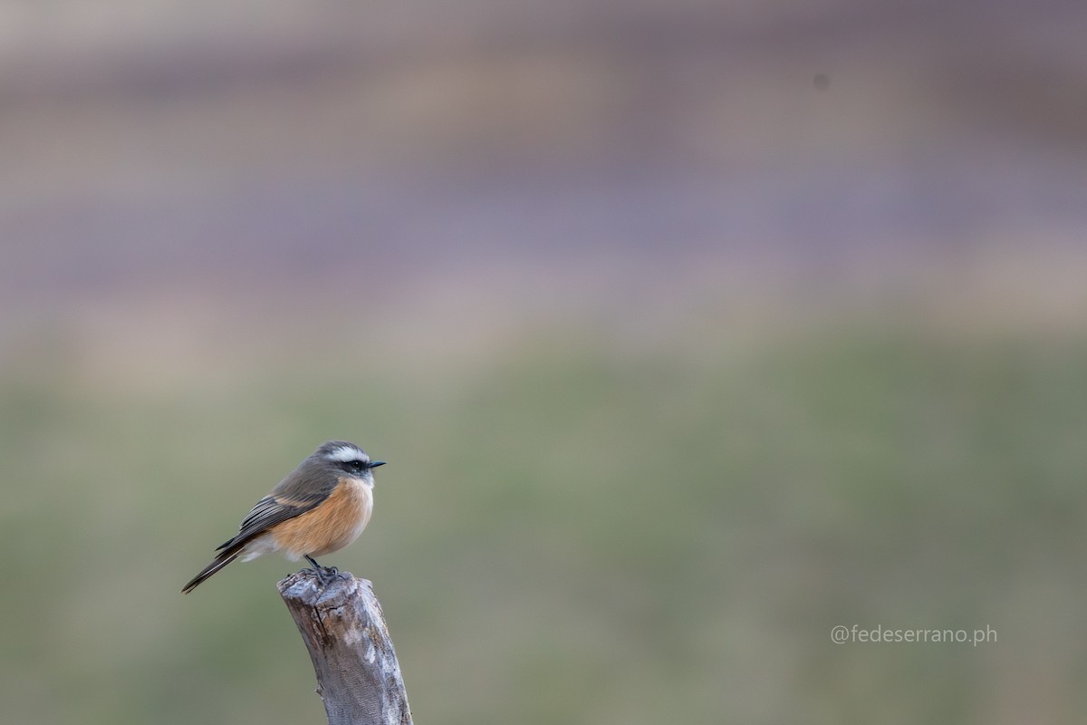 d'Orbigny's Chat-Tyrant - ML644057348