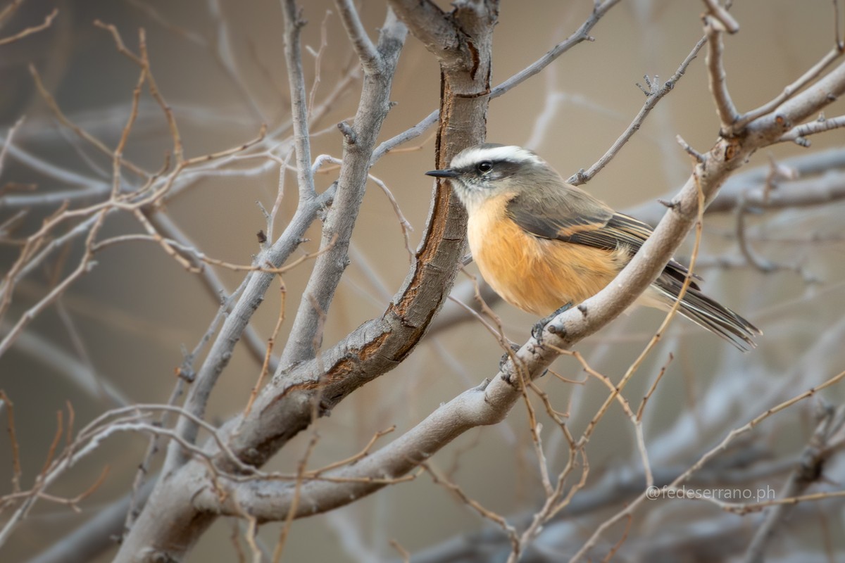 d'Orbigny's Chat-Tyrant - ML644057349