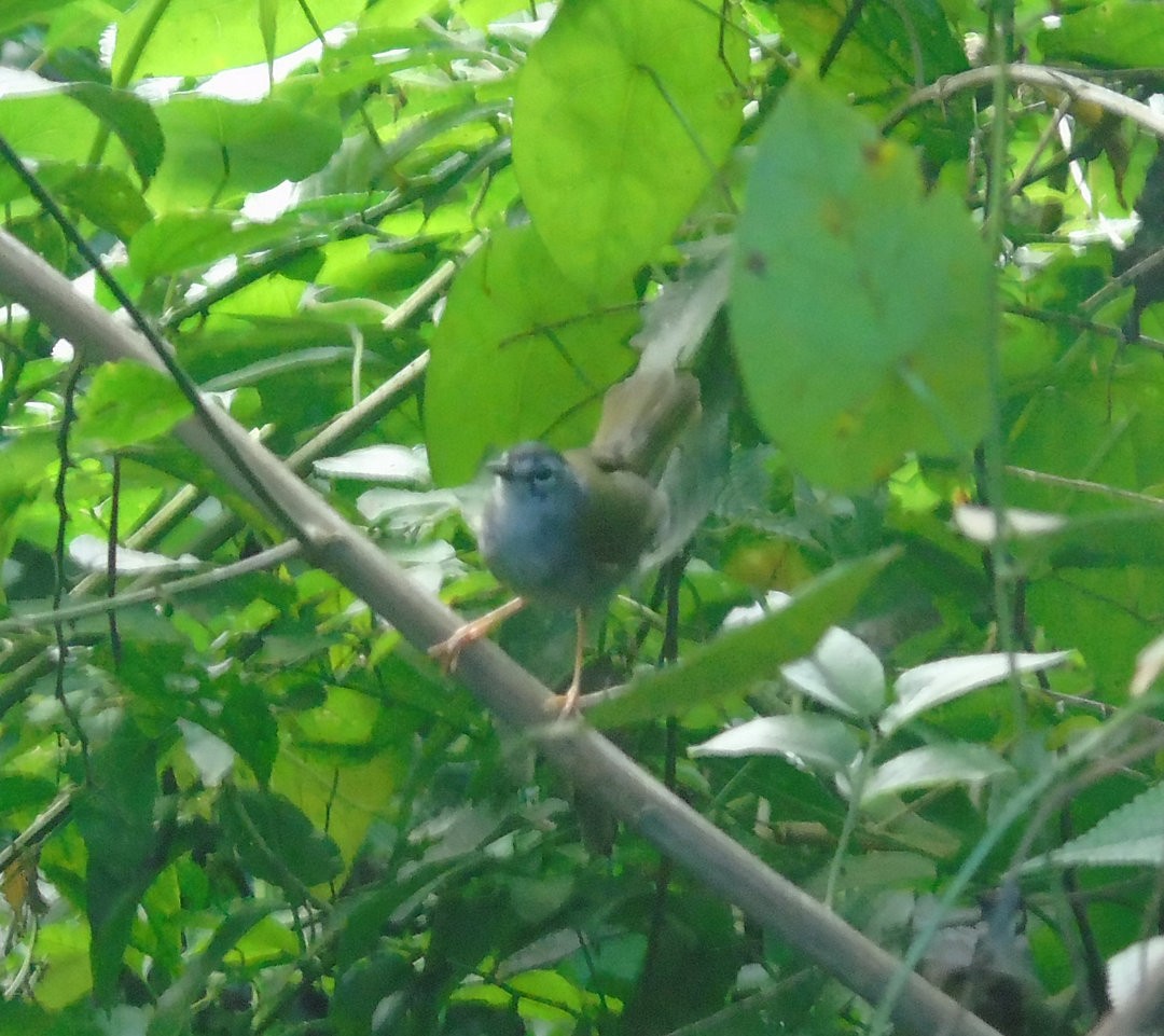 White-browed Warbler - ML644057351