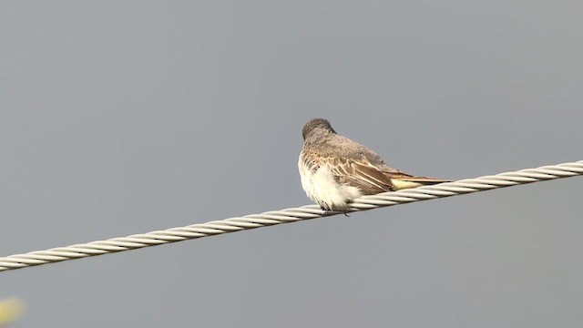 Gray Kingbird - ML644057367