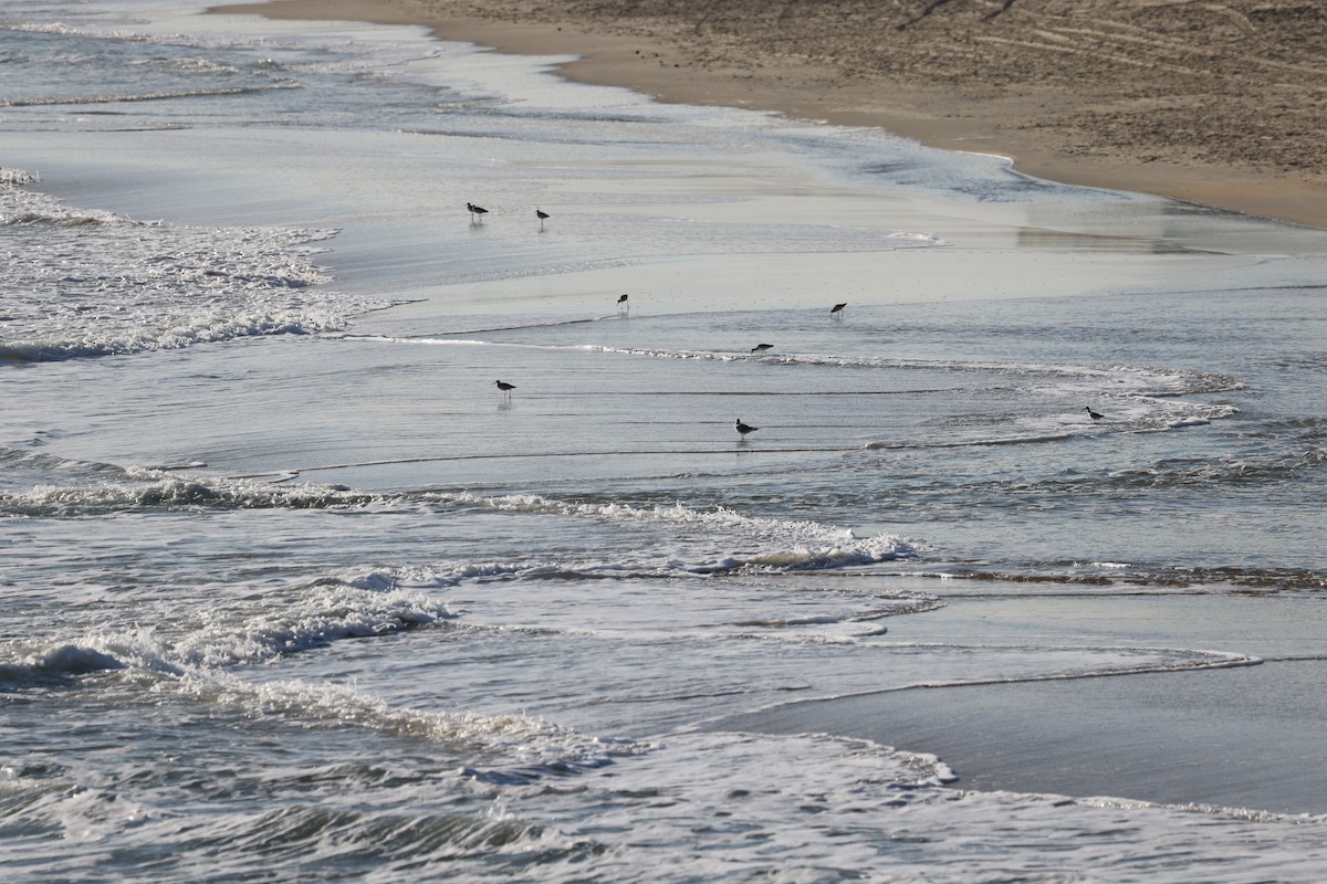 Willet - ML644057374