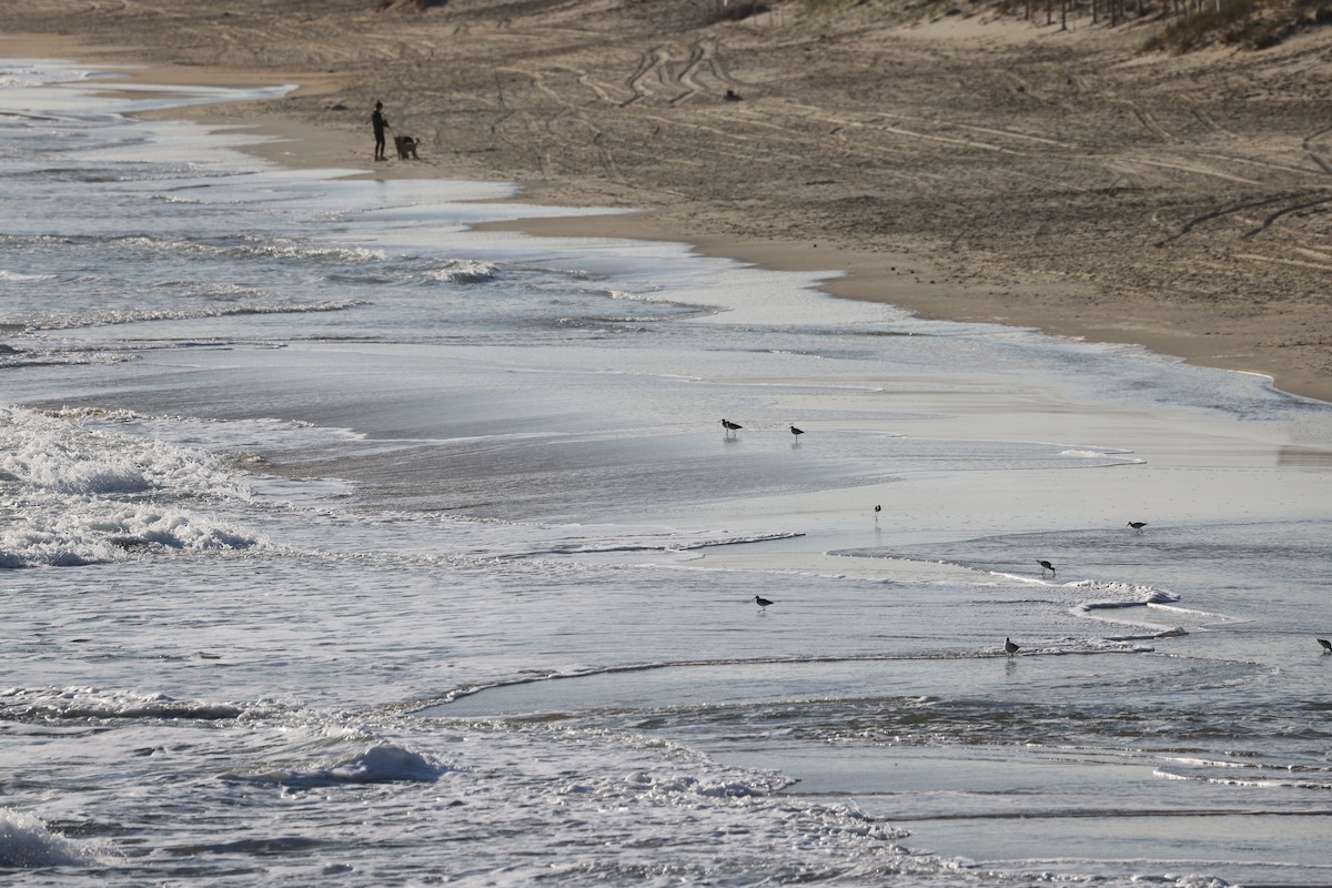 Willet - ML644057375