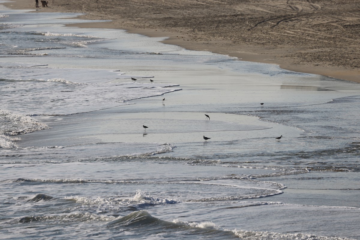 Willet - ML644057376