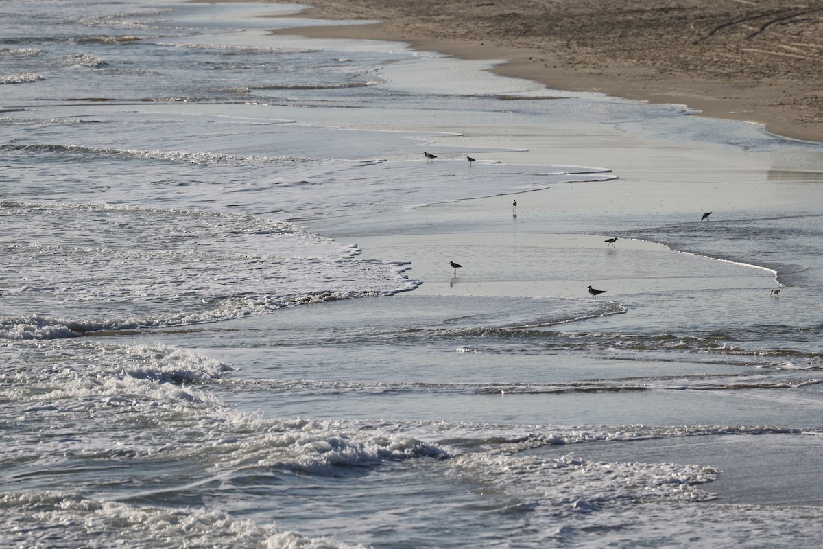 Willet - ML644057377