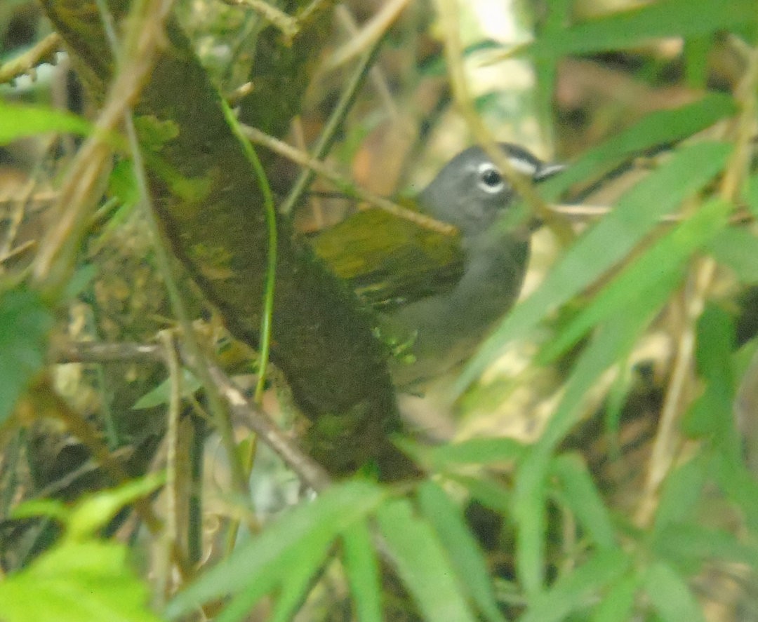 White-browed Warbler - ML644057392