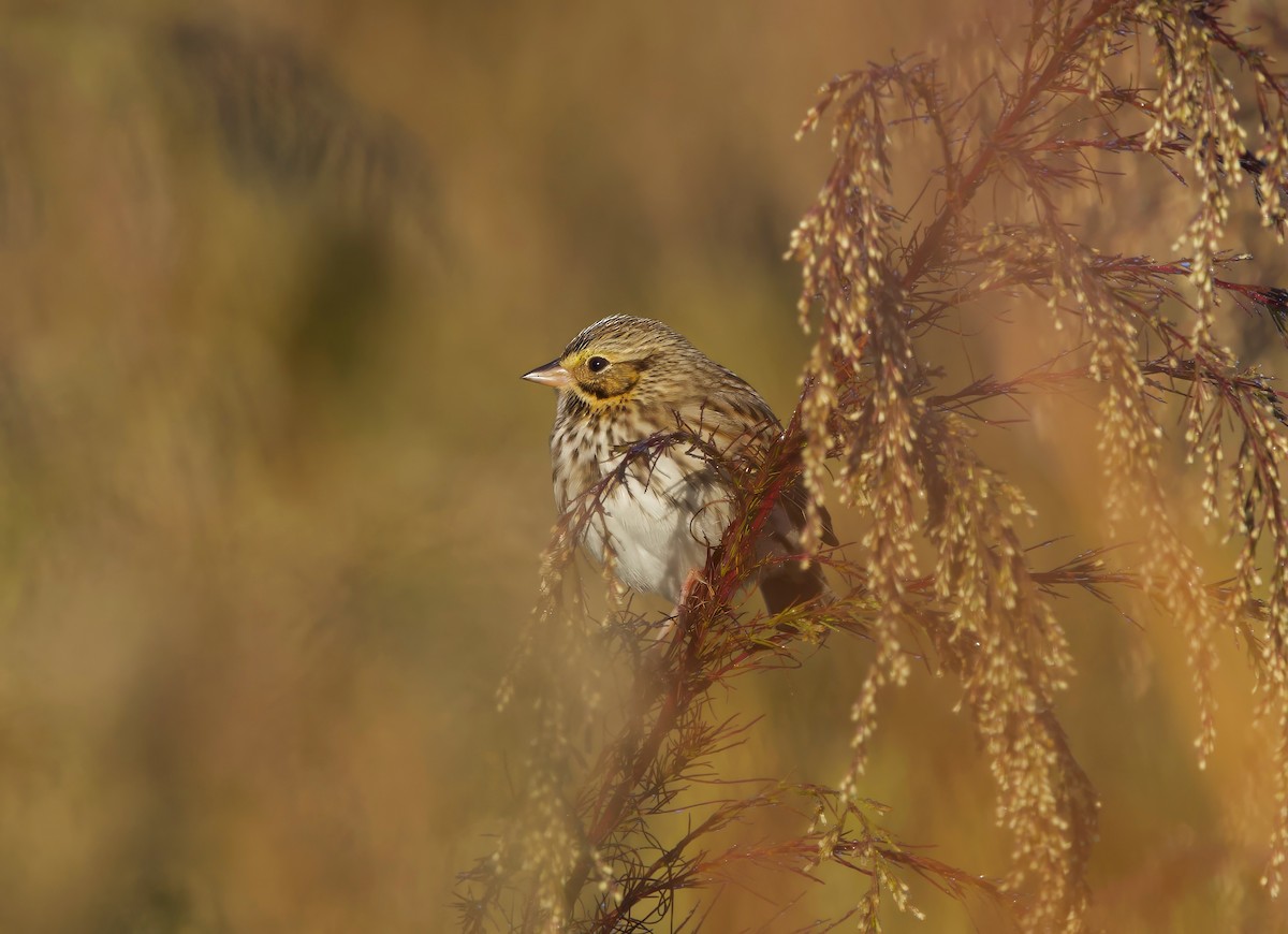Savannah Sparrow - ML644057394