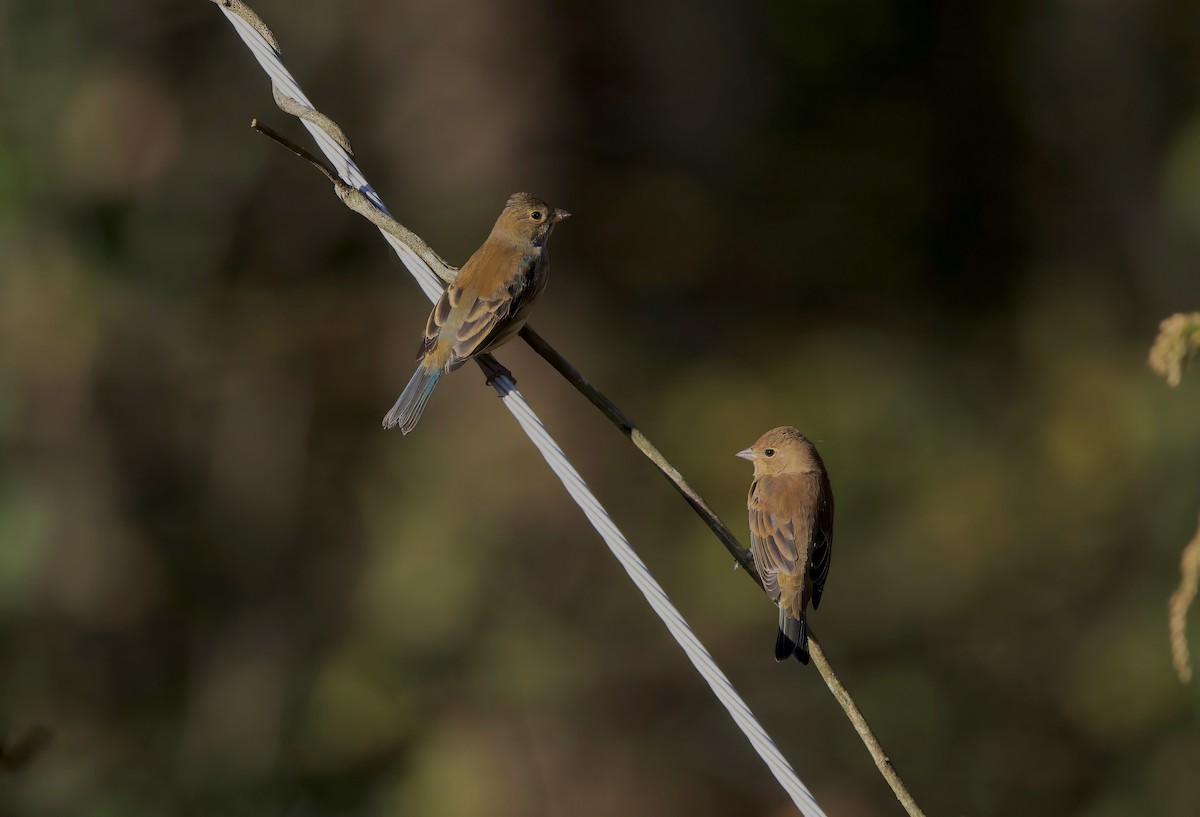 Indigo Bunting - ML644057400