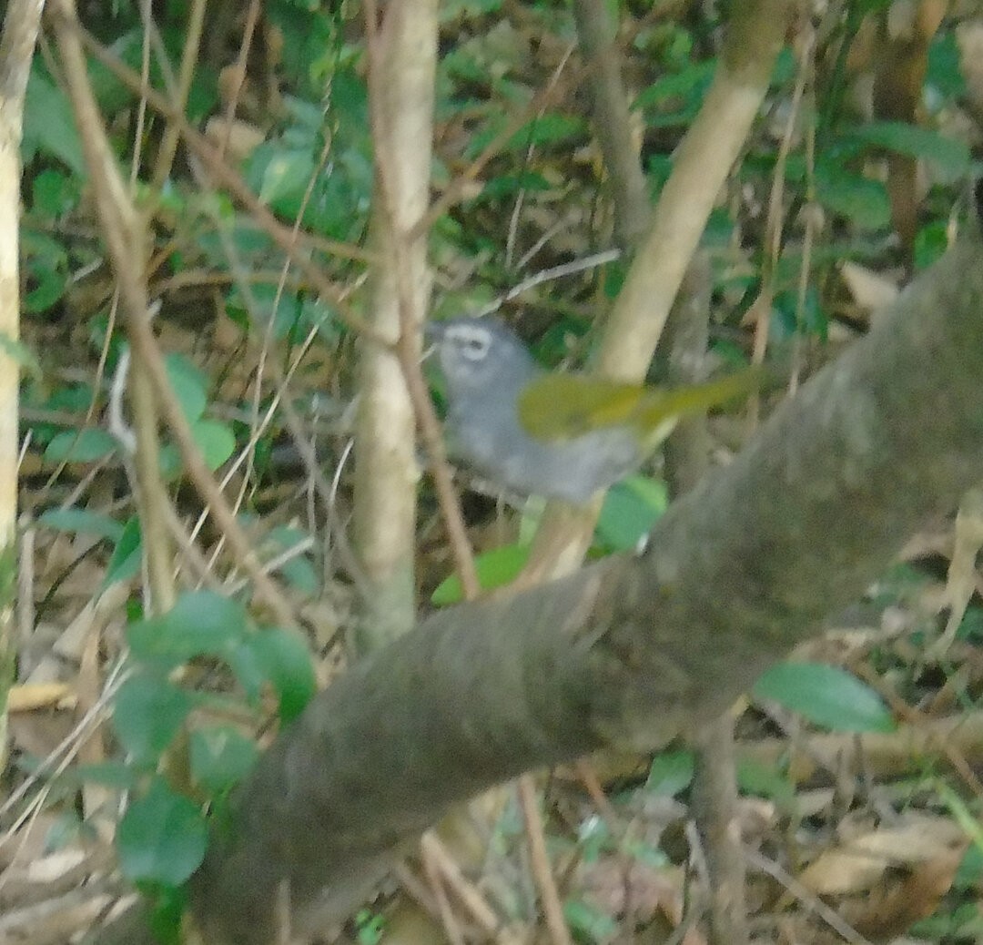 White-browed Warbler - ML644057402