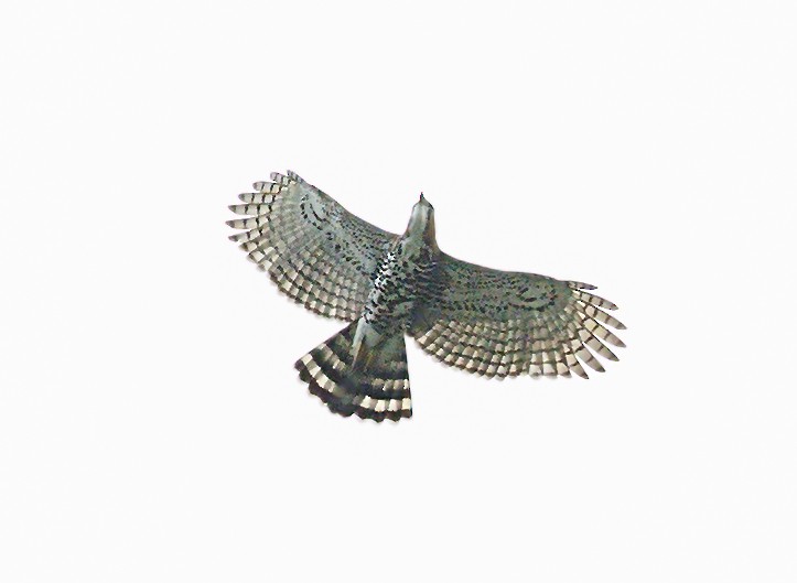 Ornate Hawk-Eagle - ML644057413