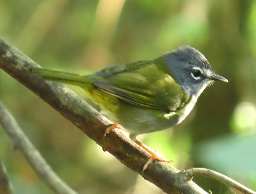 White-browed Warbler - ML644057419