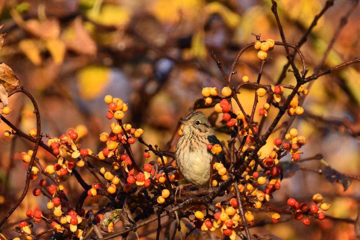 Lincoln's Sparrow - ML644057423
