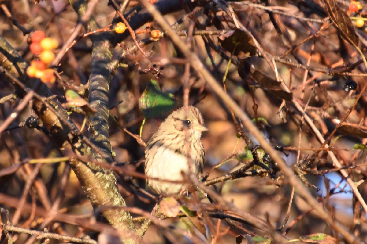 Lincoln's Sparrow - ML644057424