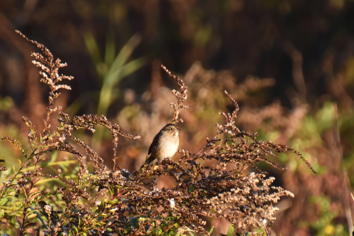 ヌマウタスズメ - ML644057426