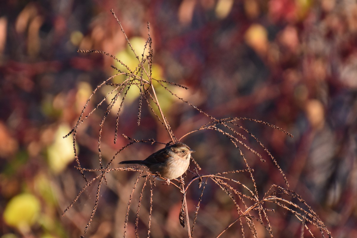 ヌマウタスズメ - ML644057427
