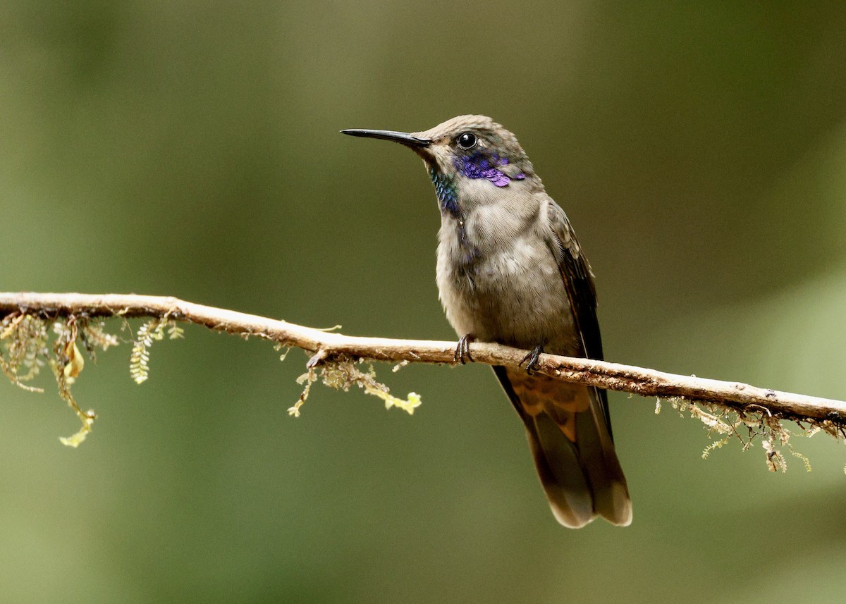 Бурый фиалкоух - ML644057429