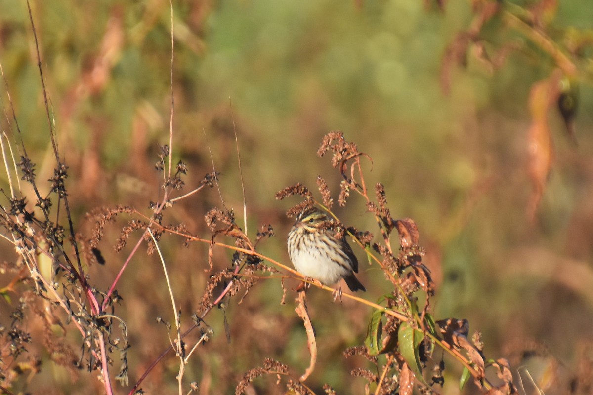 サバンナシトド - ML644057430