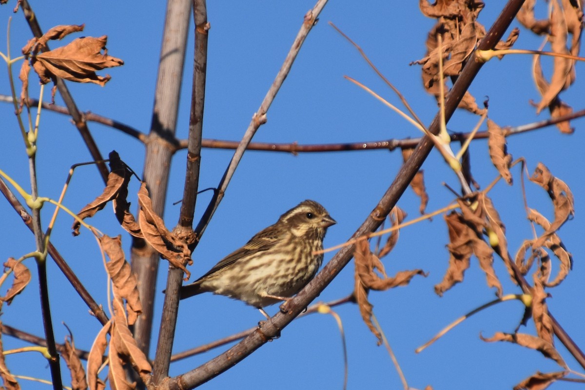 Purple Finch - ML644057432