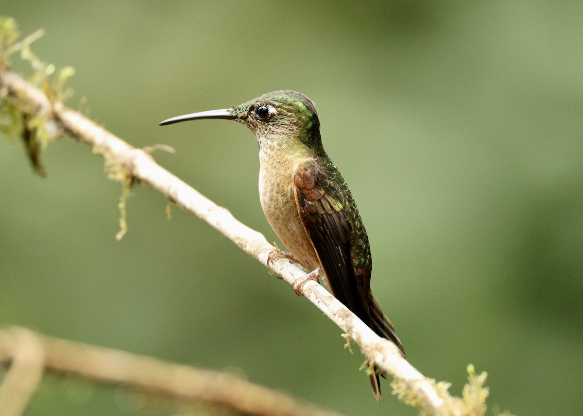 Fawn-breasted Brilliant - ML644057452