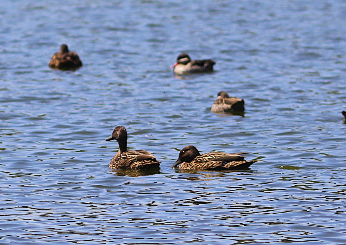 Meller's Duck - ML644057457