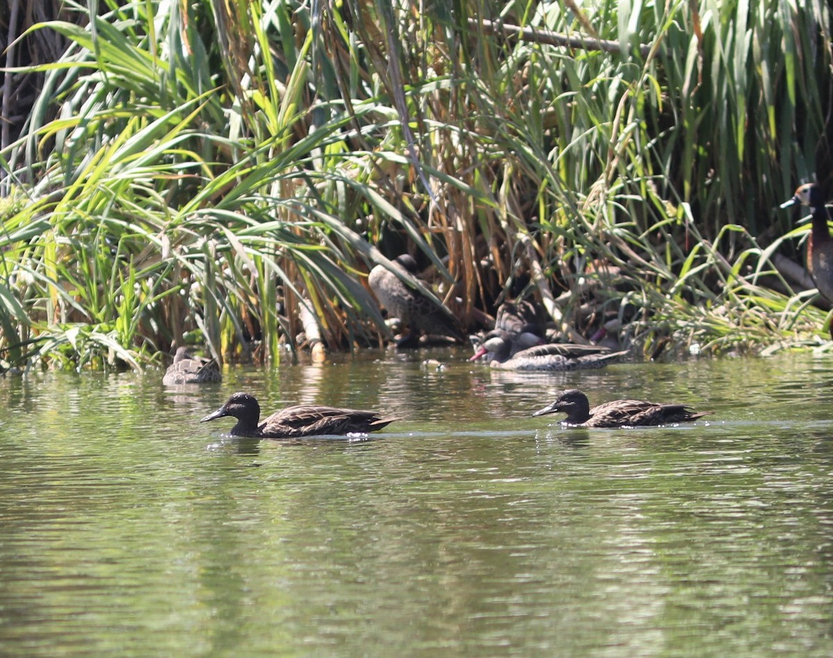 Meller's Duck - ML644057459