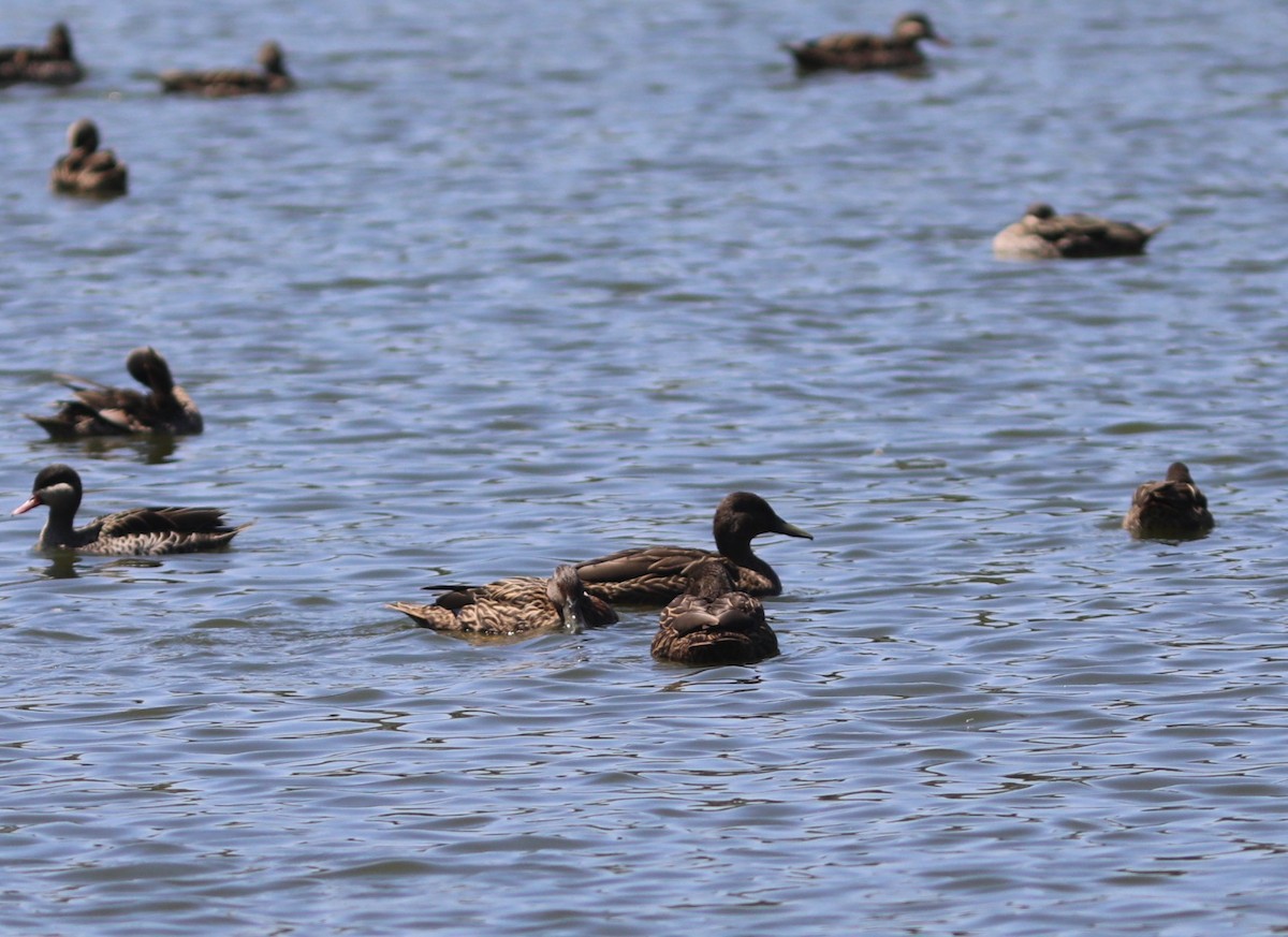 Meller's Duck - ML644057460