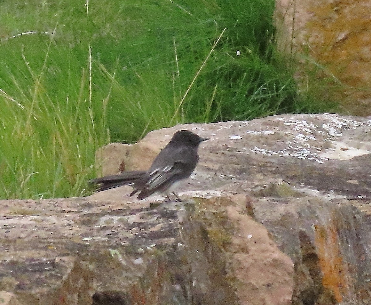 Black Phoebe - ML644057463