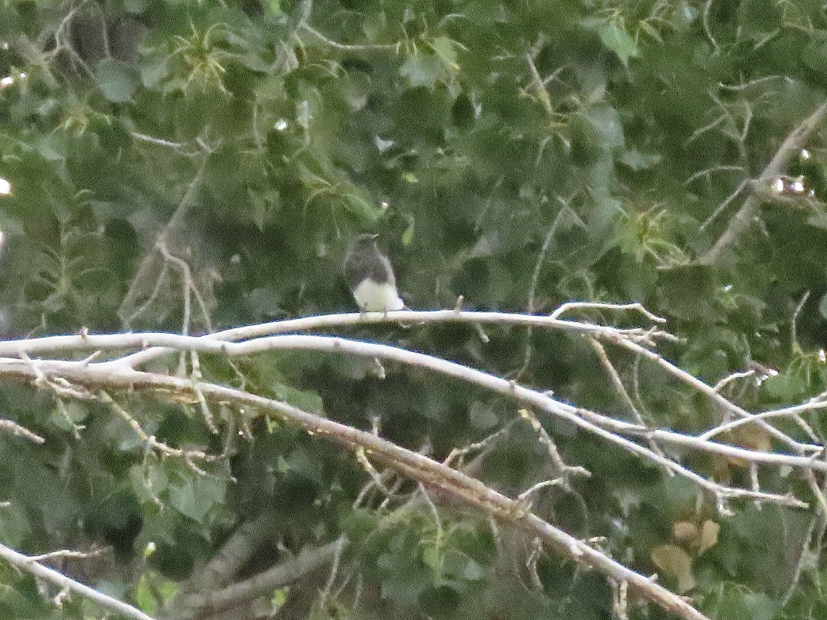 Black Phoebe - ML644057464