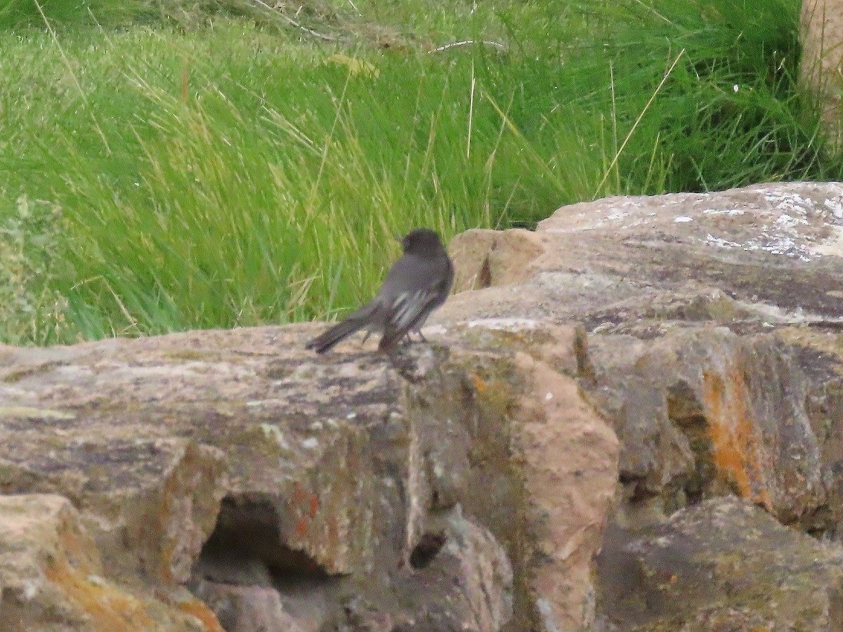 Black Phoebe - ML644057465