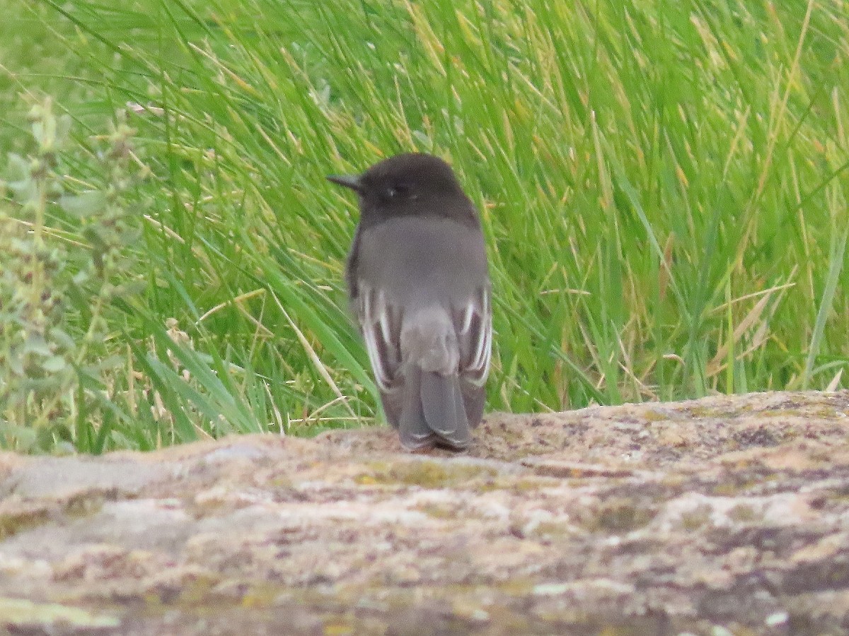 Black Phoebe - ML644057466