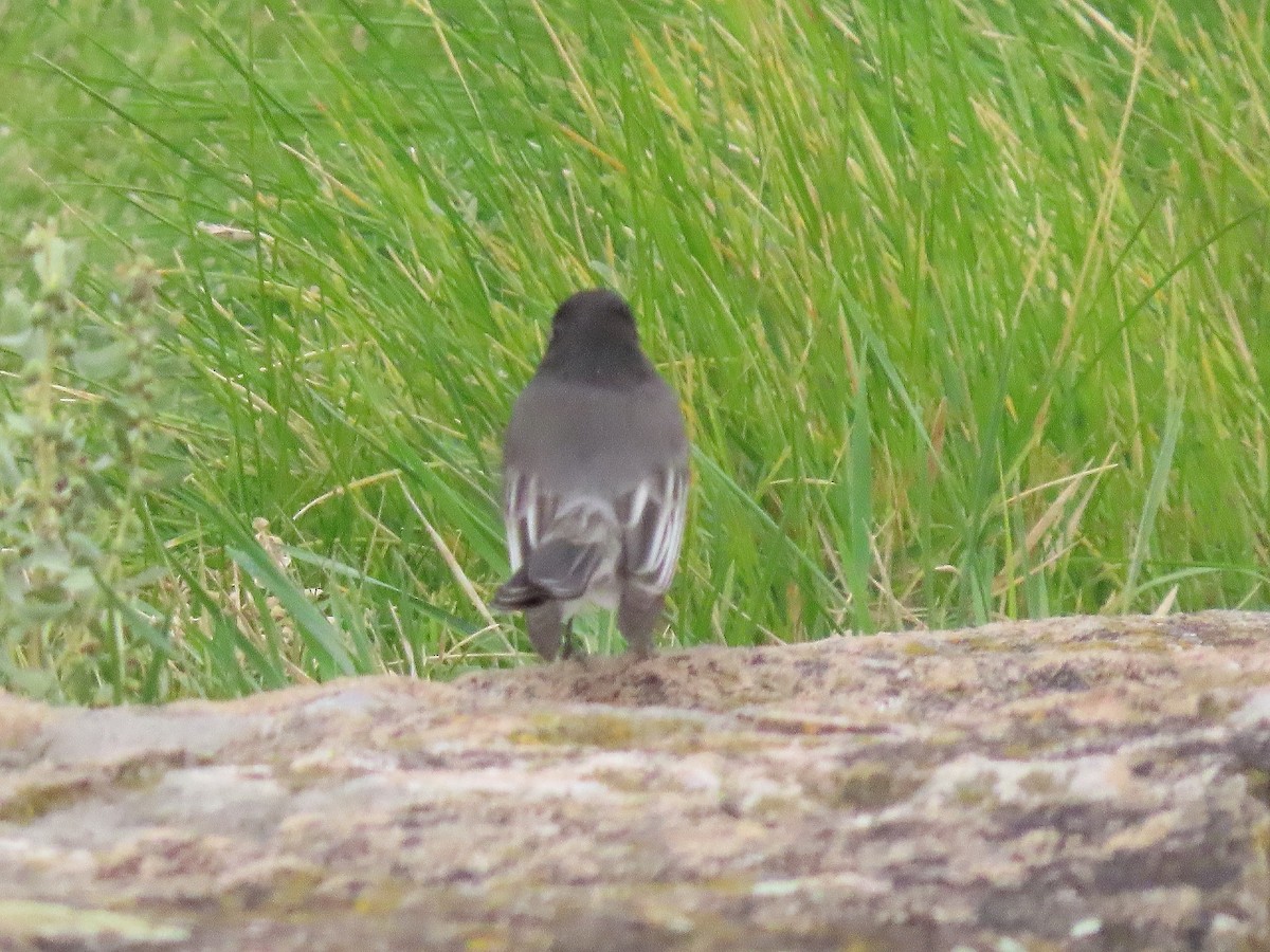 Black Phoebe - ML644057468