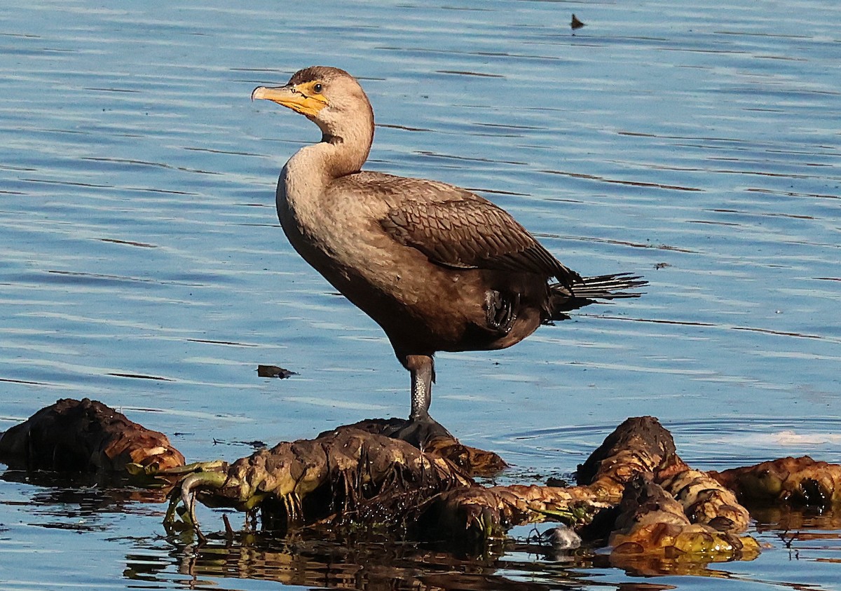 Double-crested Cormorant - ML644057472